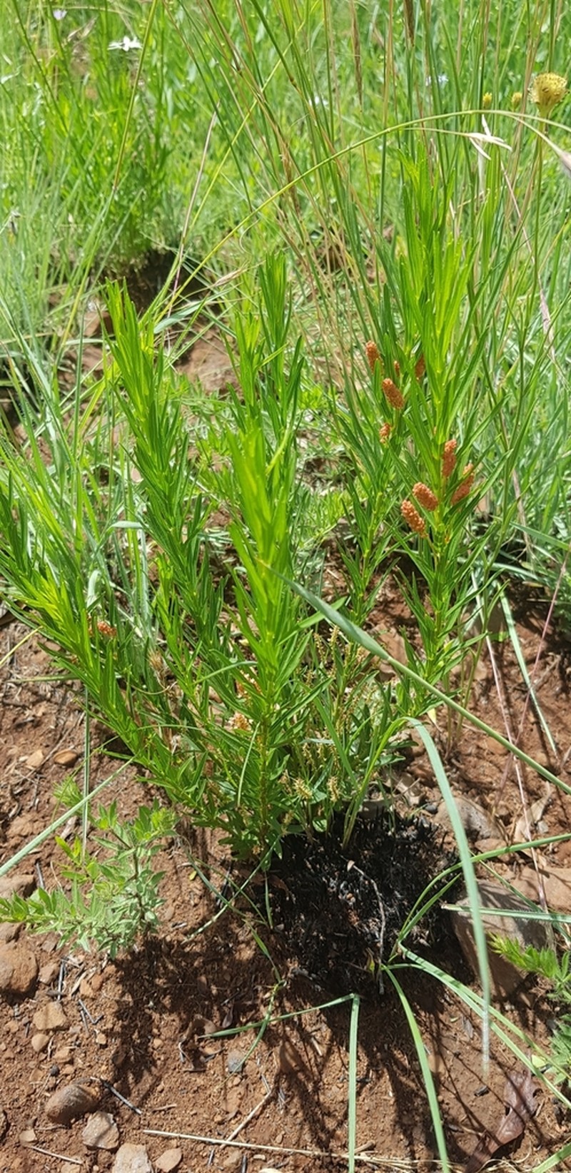 Acalypha depressinervia photo 3