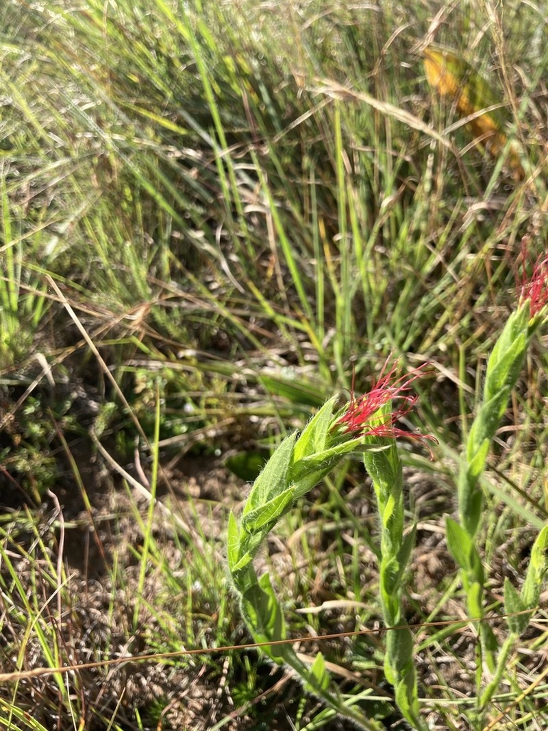 Acalypha depressinervia photo 4