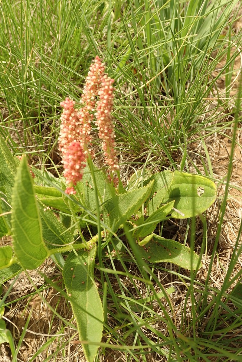 Acalypha depressinervia photo 6