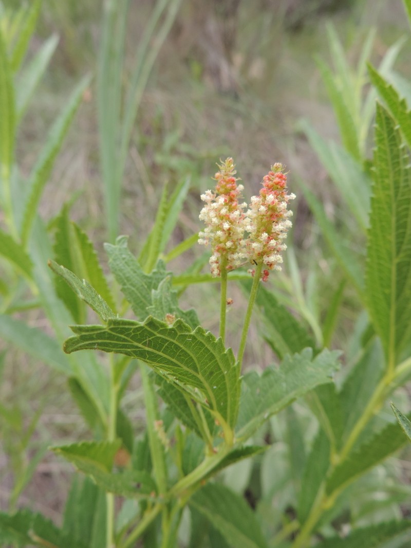 Acalypha depressinervia photo 7