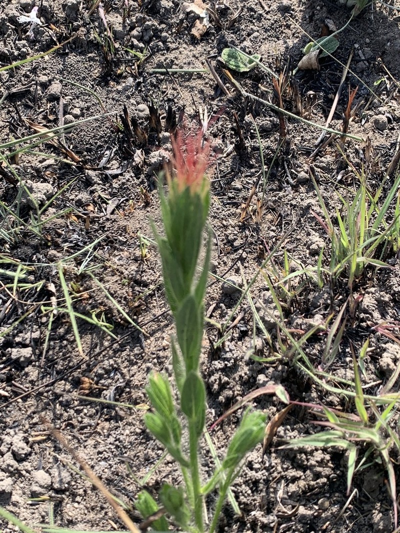 Acalypha depressinervia photo 8