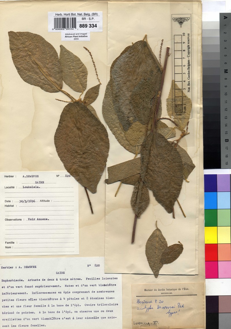 Acalypha dewevrei