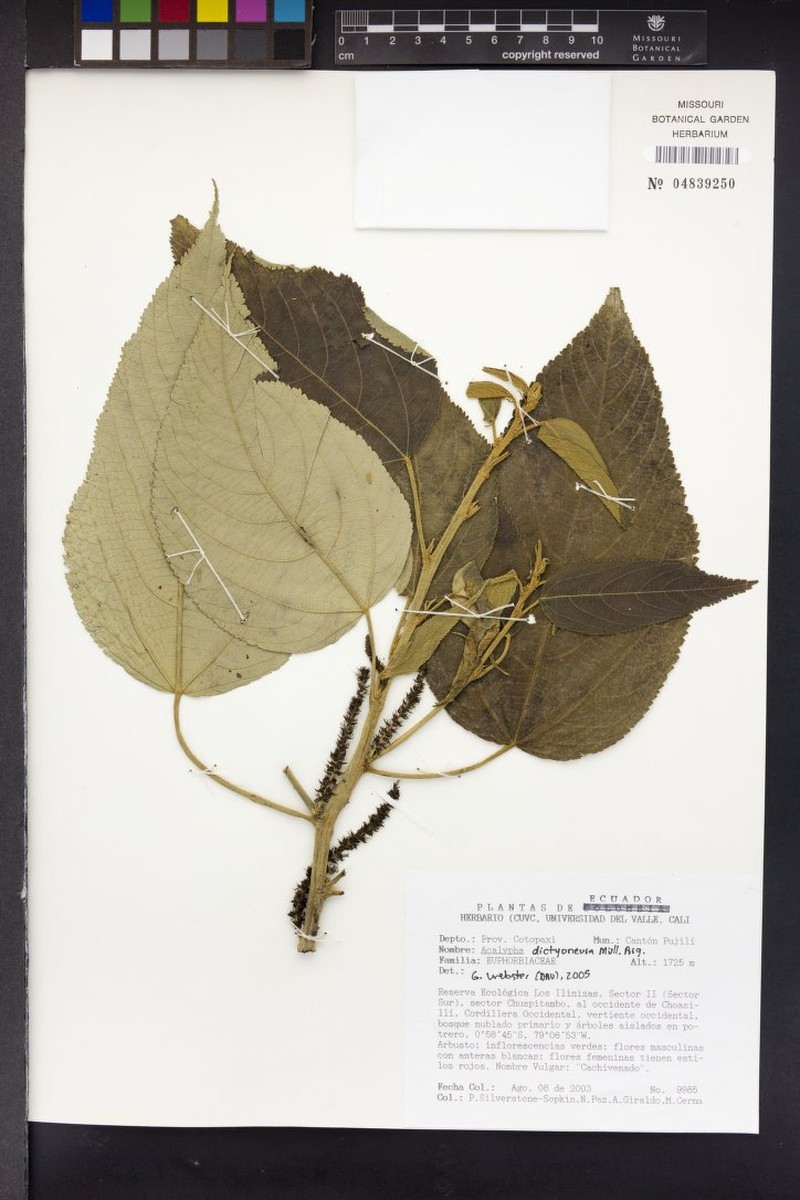 Acalypha dictyoneura photo 2