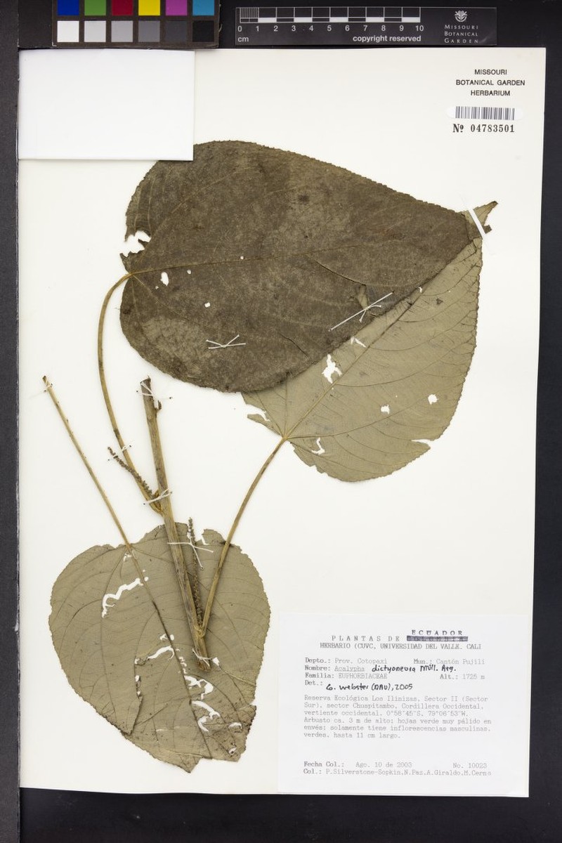 Acalypha dictyoneura photo 3