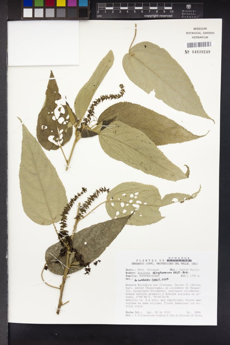 Acalypha dictyoneura photo 4