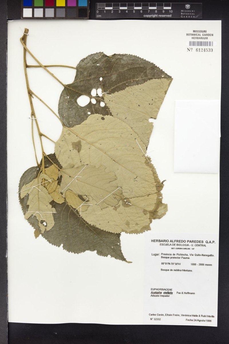 Acalypha dictyoneura photo 5