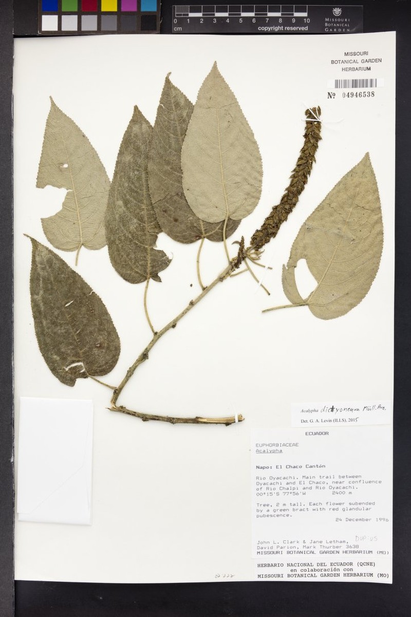 Acalypha dictyoneura photo 6