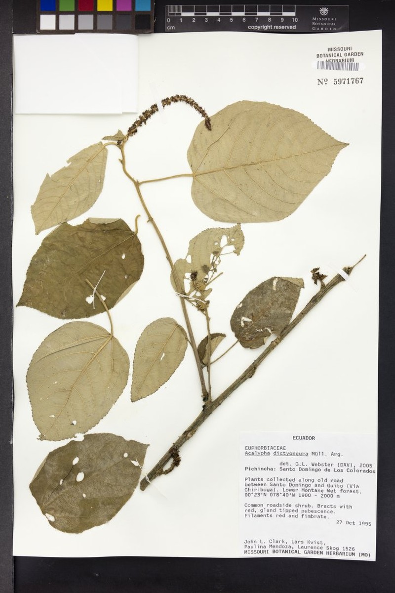Acalypha dictyoneura photo 7