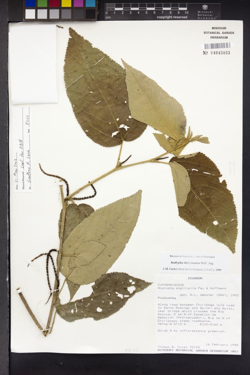 Acalypha dictyoneura photo 8