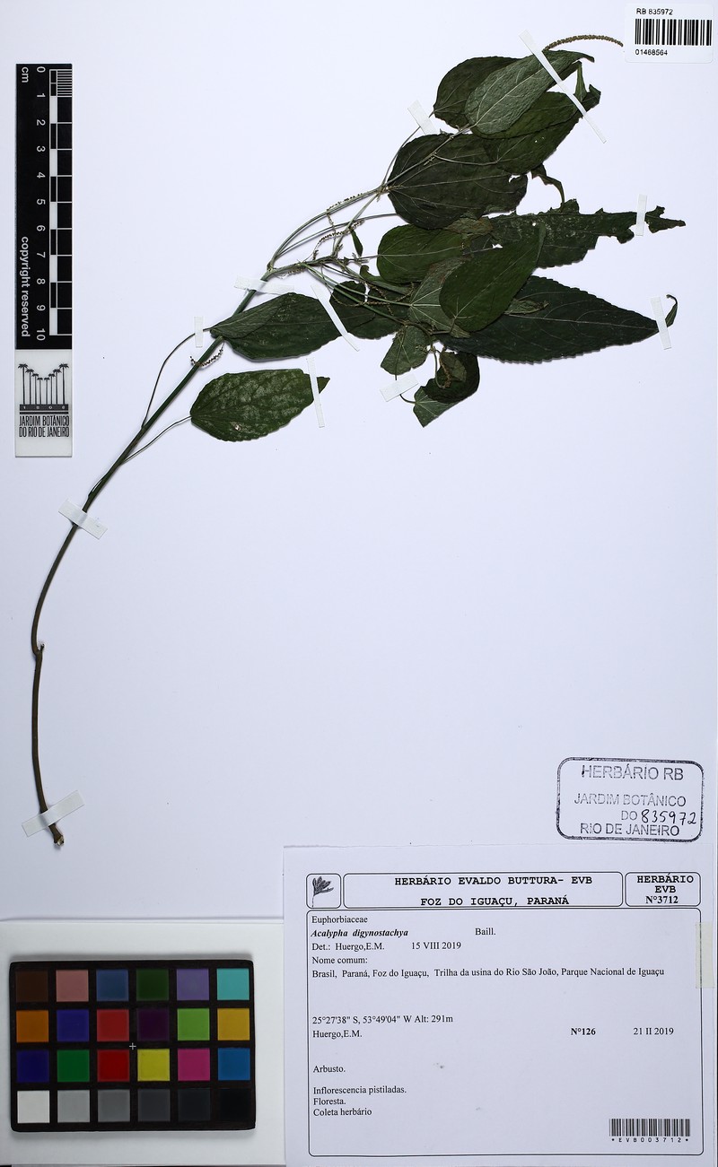 Acalypha digynostachya