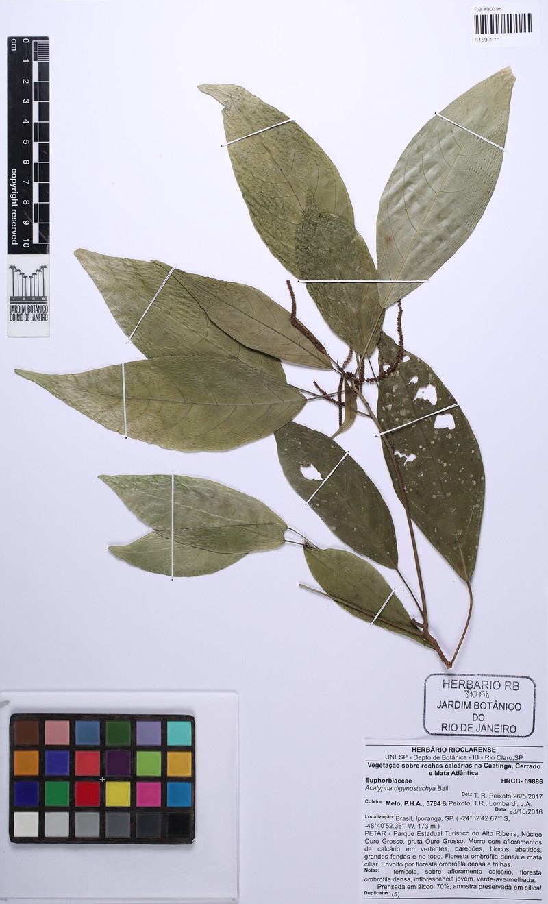 Acalypha digynostachya photo 2