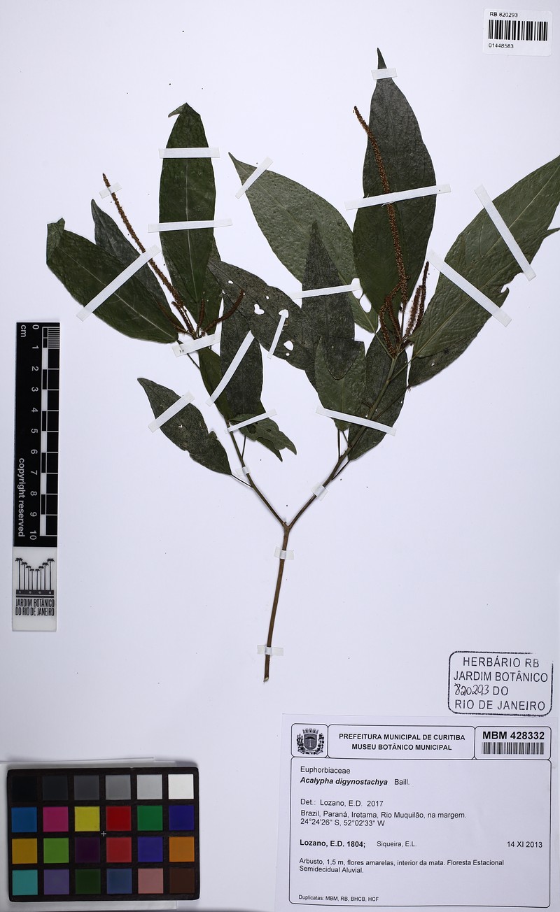 Acalypha digynostachya photo 3