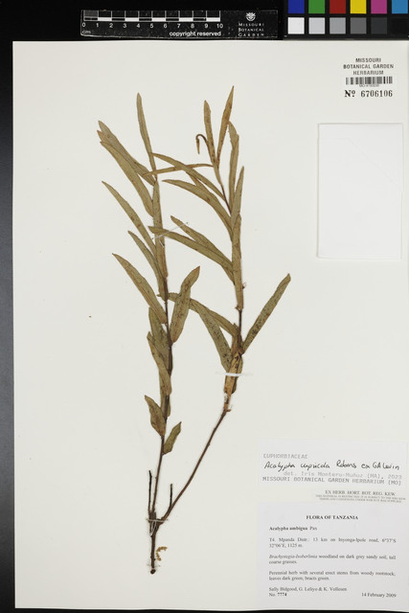 Acalypha dikuluwensis photo 2
