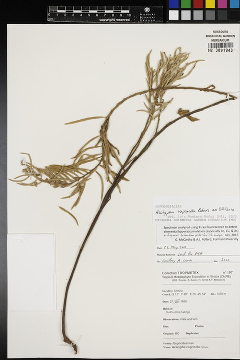 Acalypha dikuluwensis photo 5