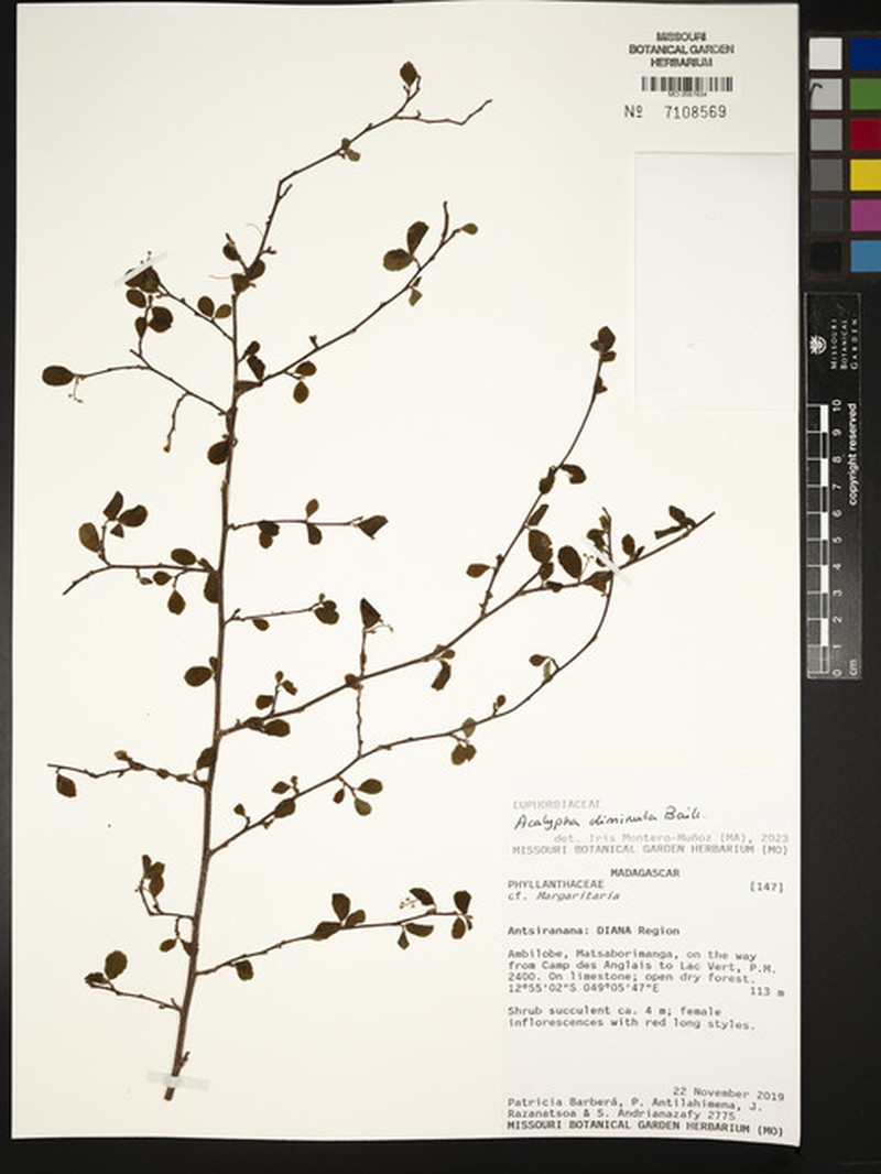 Acalypha diminuta