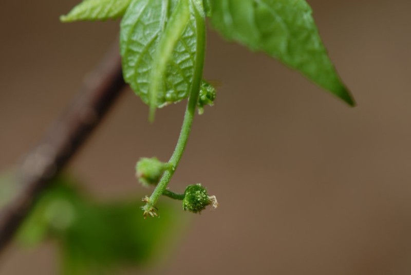 Acalypha diminuta photo 2