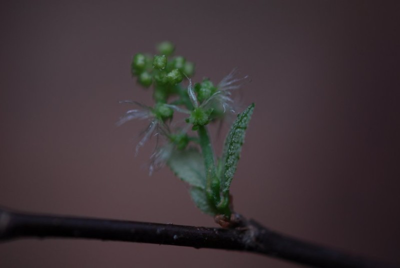 Acalypha diminuta photo 3