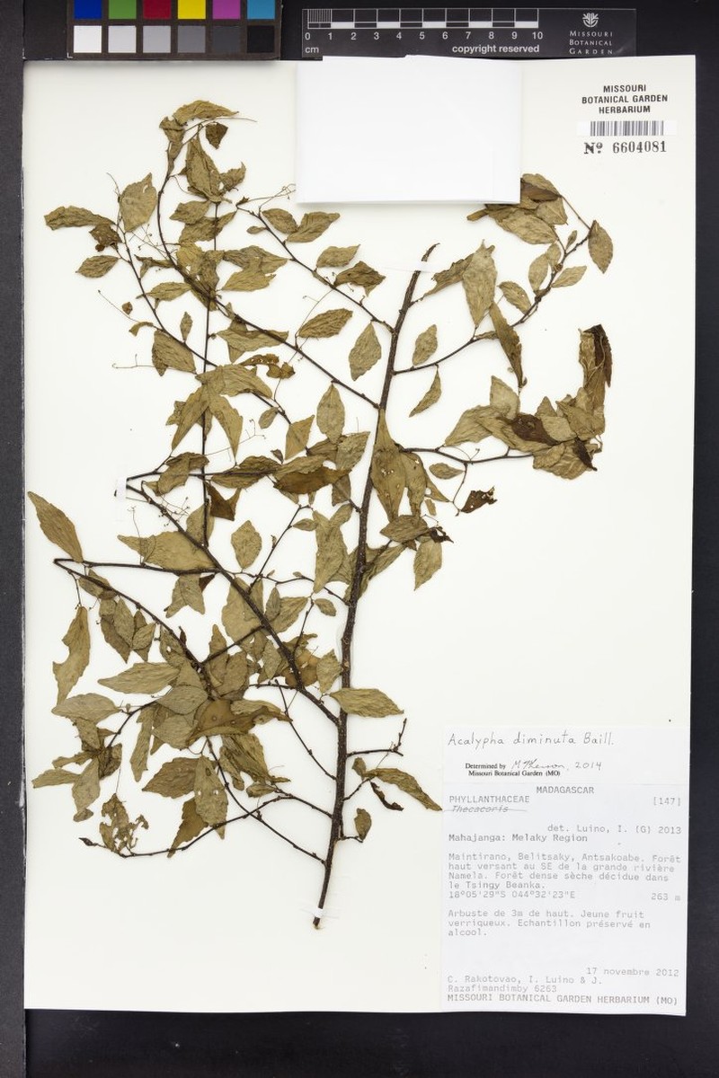 Acalypha diminuta photo 4