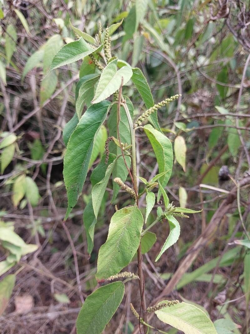 Acalypha diminuta photo 5