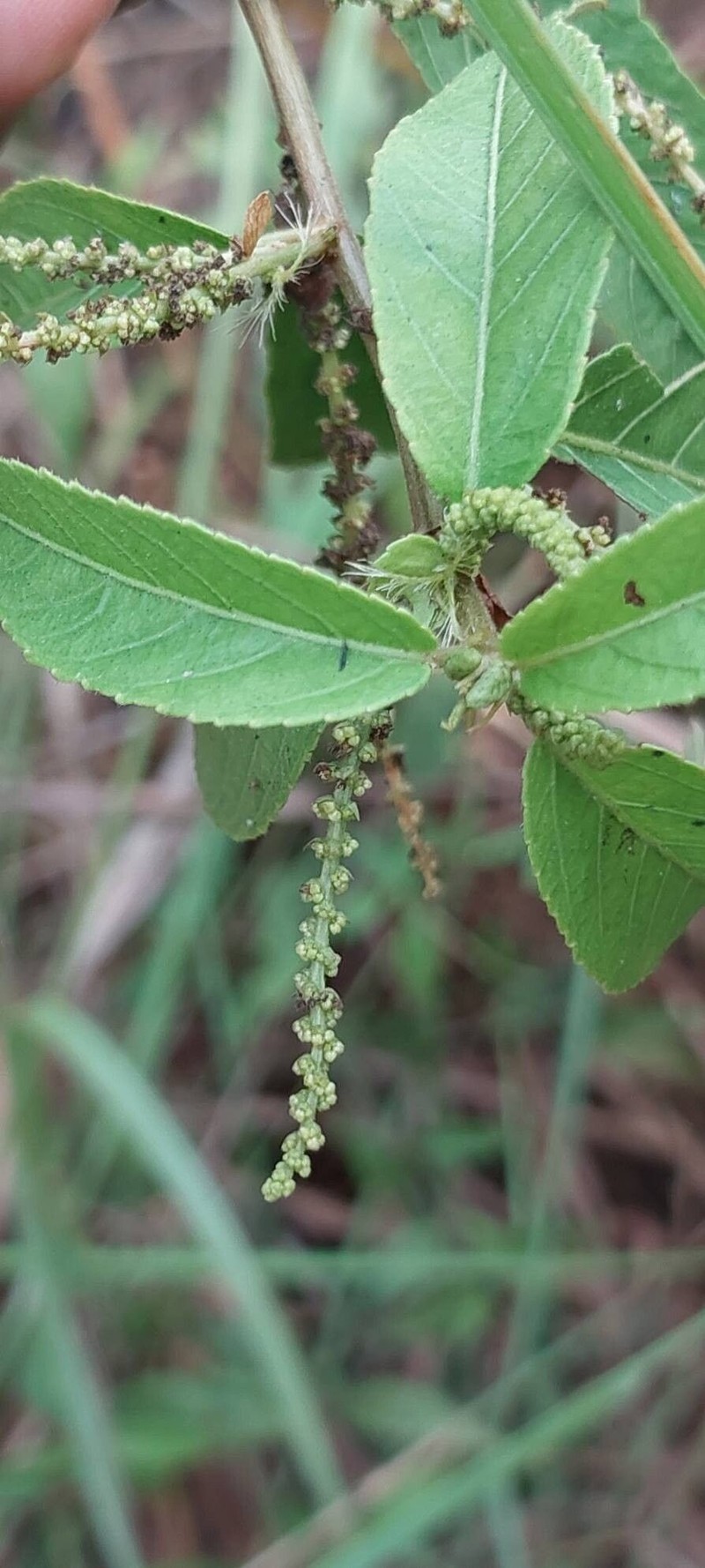 Acalypha diminuta photo 6
