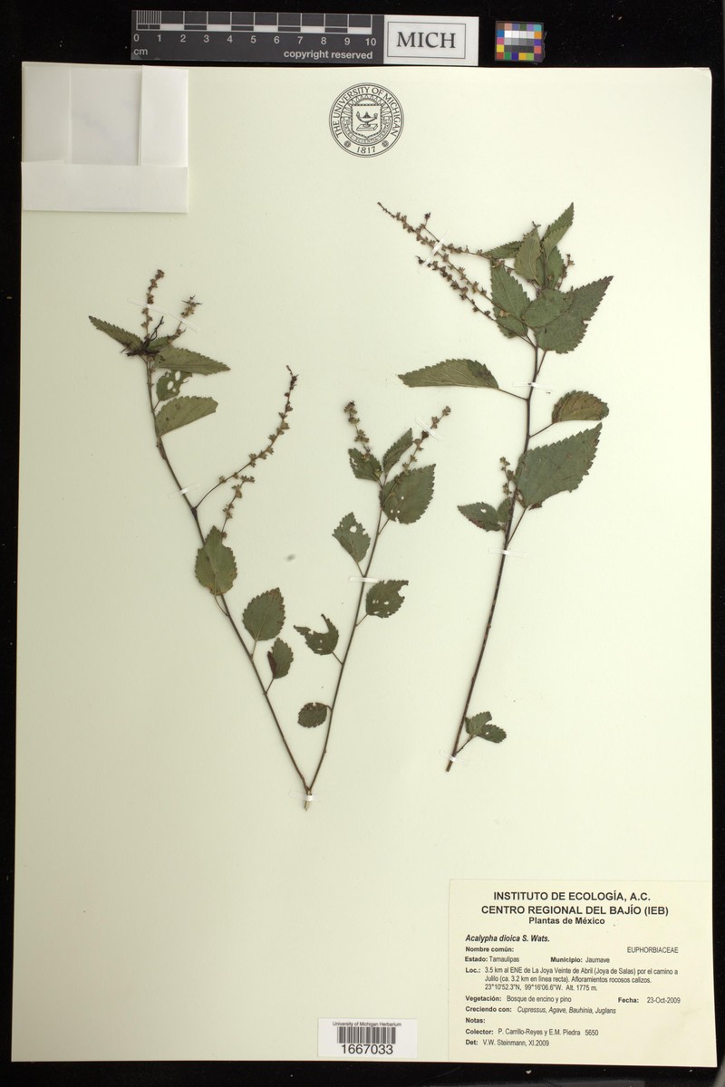 Acalypha dioica