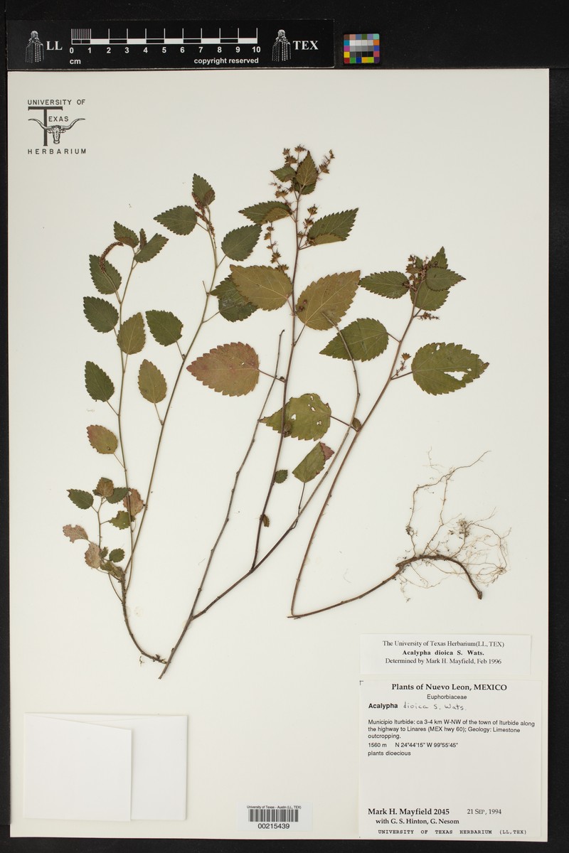 Acalypha dioica photo 2