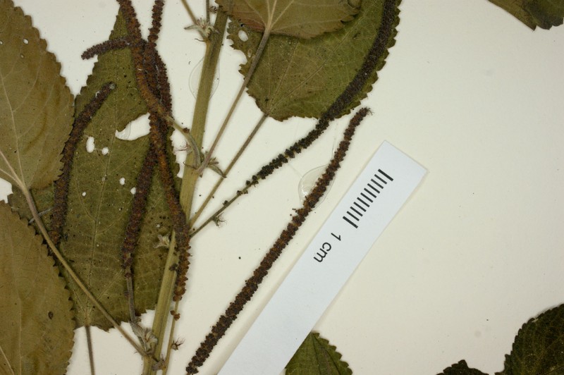 Acalypha dioica photo 3