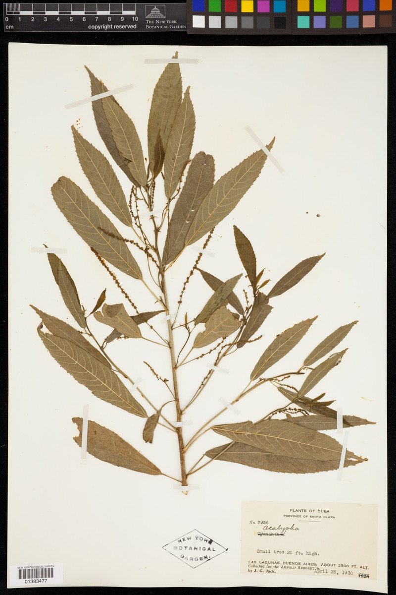 Acalypha distans