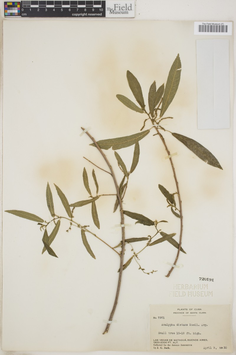 Acalypha distans photo 2