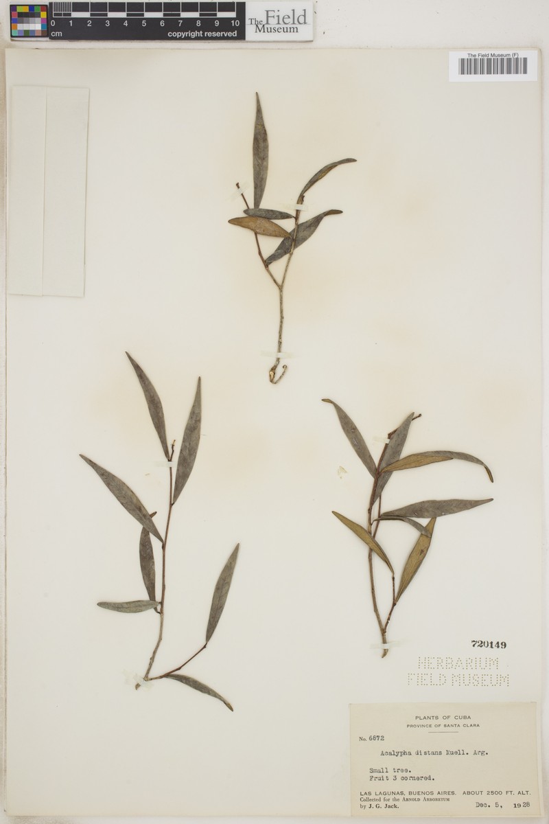 Acalypha distans photo 4