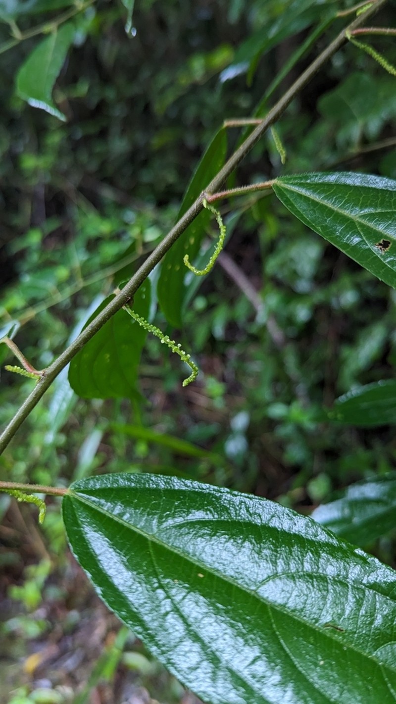 Acalypha diversifolia
