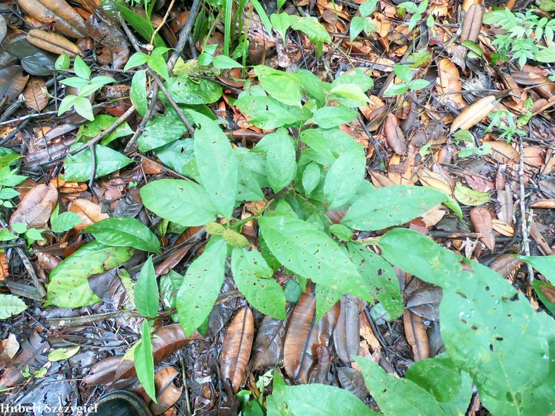 Acalypha diversifolia photo 2