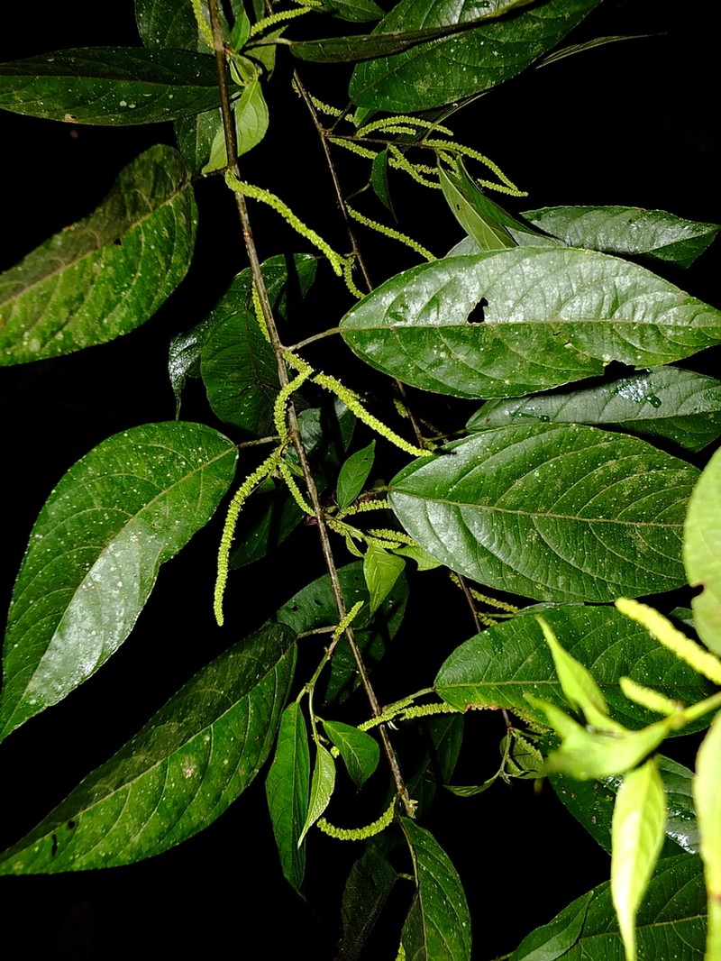 Acalypha diversifolia photo 3