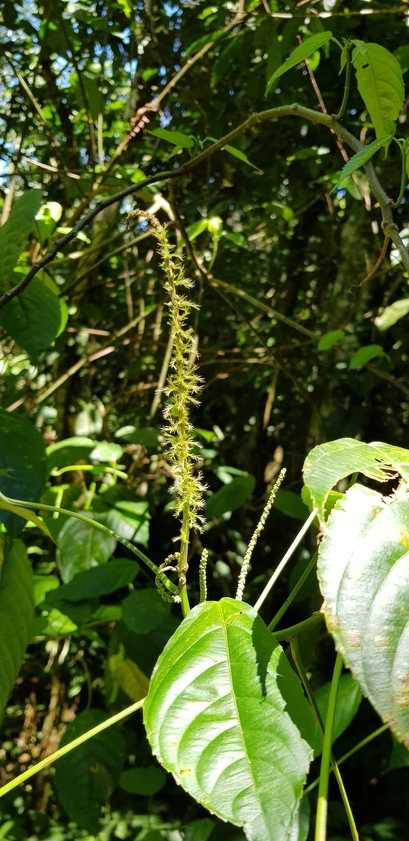 Acalypha diversifolia photo 4