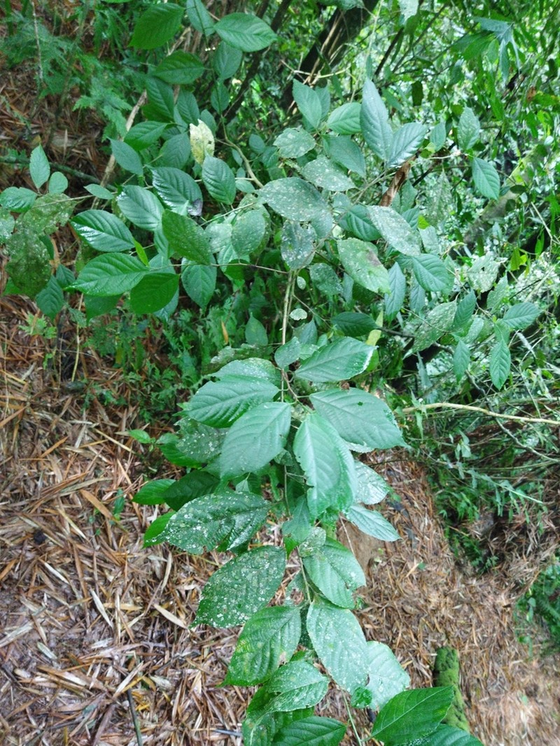 Acalypha diversifolia photo 5