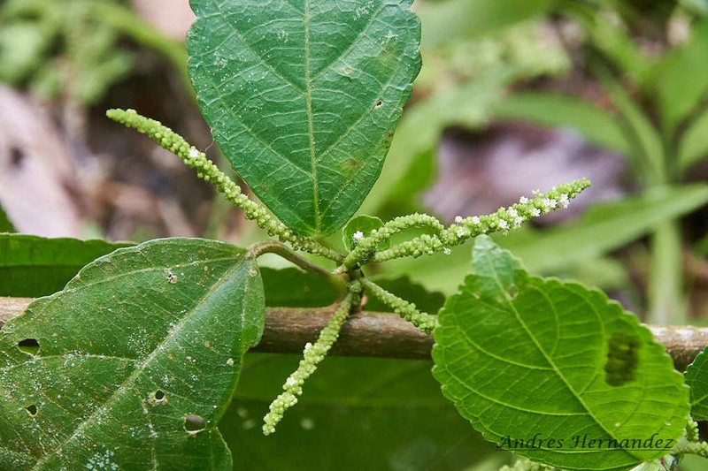 Acalypha diversifolia photo 6
