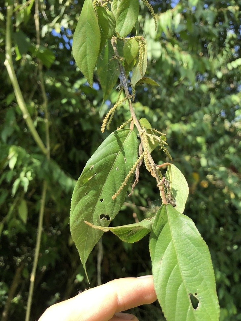 Acalypha diversifolia photo 7