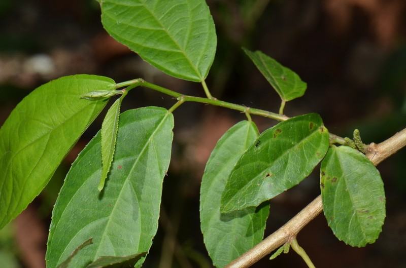 Acalypha diversifolia photo 8