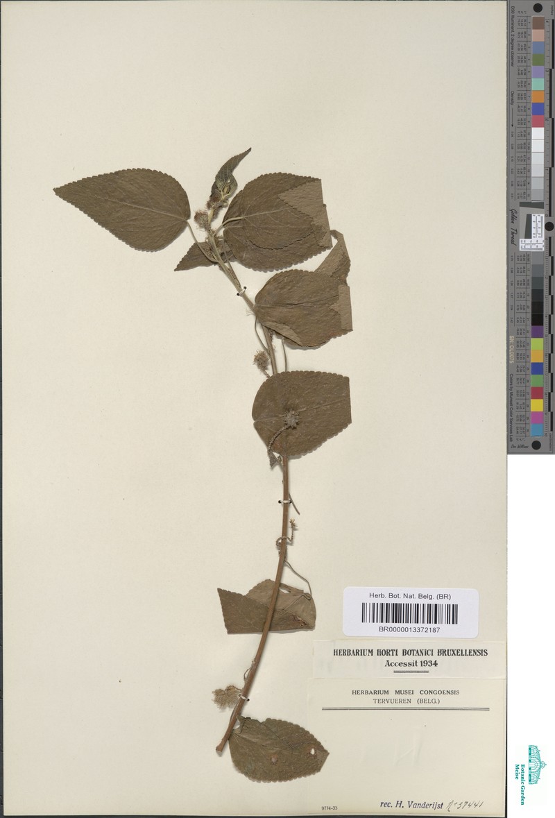 Acalypha dumetorum