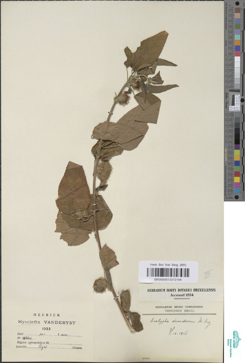 Acalypha dumetorum photo 2