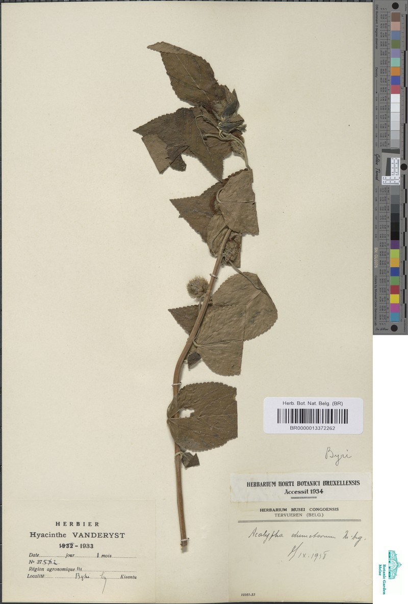 Acalypha dumetorum photo 3
