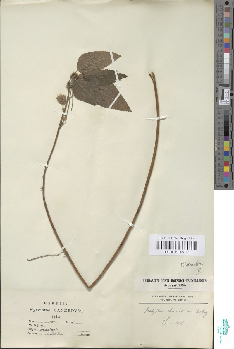 Acalypha dumetorum photo 4