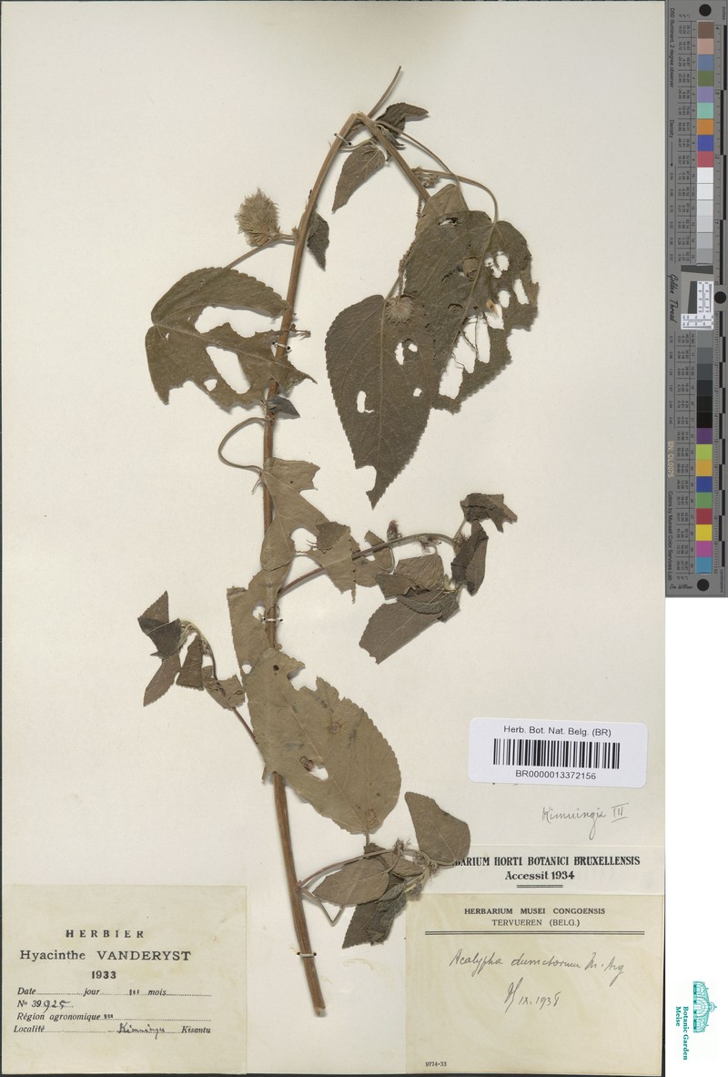 Acalypha dumetorum photo 5