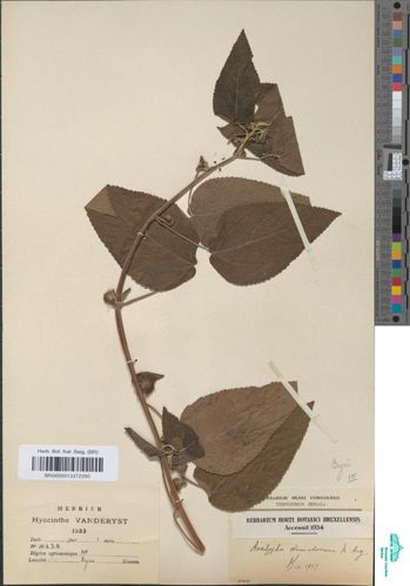 Acalypha dumetorum photo 6