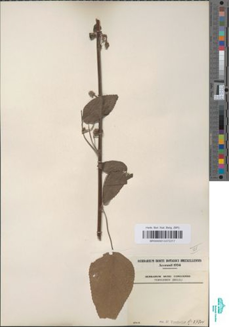 Acalypha dumetorum photo 8