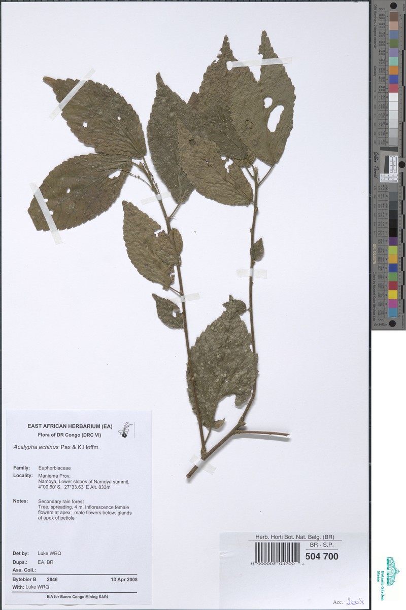 Acalypha echinus
