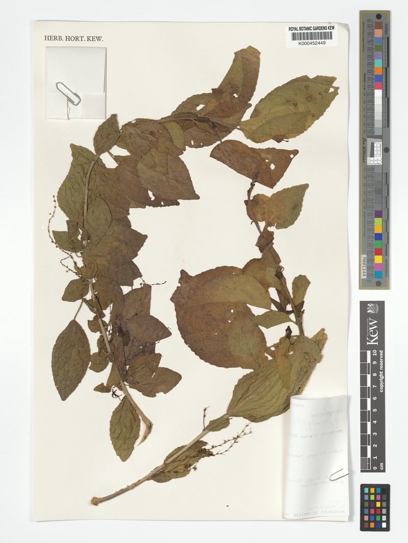 Acalypha echinus photo 2