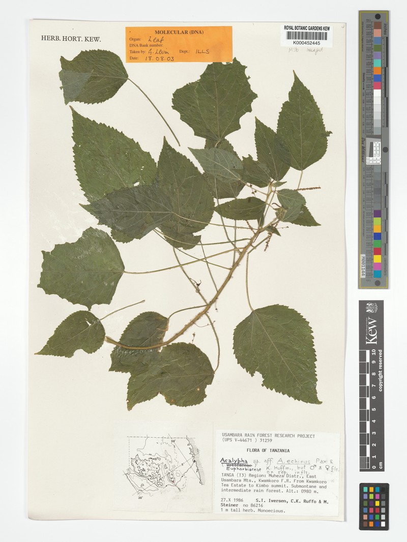 Acalypha echinus photo 3
