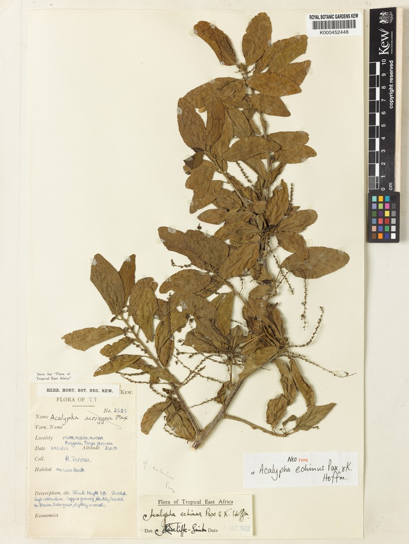 Acalypha echinus photo 4