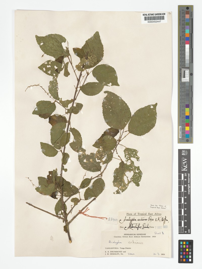 Acalypha echinus photo 5